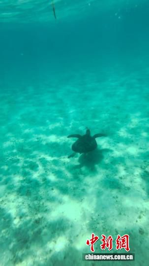 科考队在黄岩岛潟湖海草床观测到超50只绿海龟