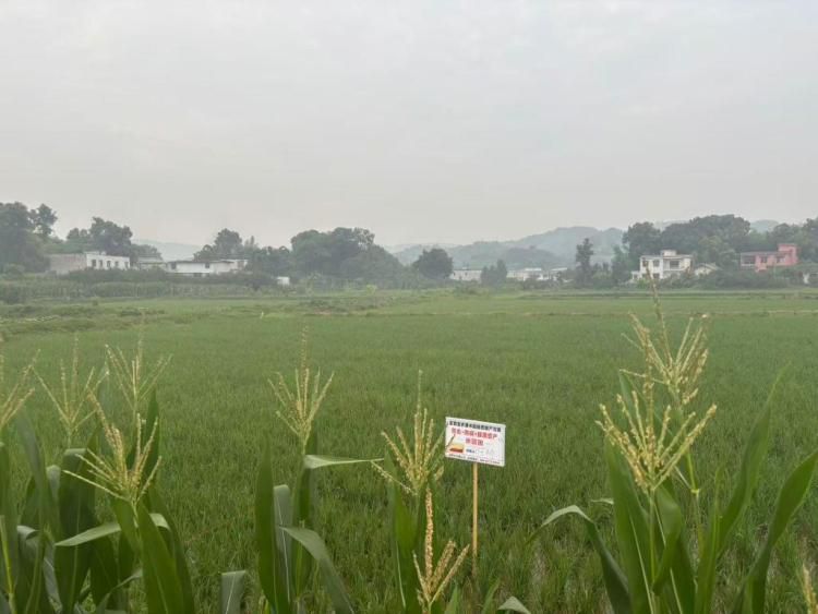 四川宜宾兴文县种粮大户何桥900亩稻虾基地预计年纯收入超48万元