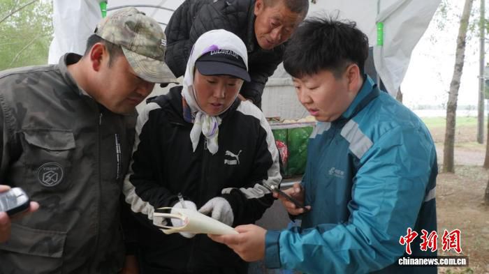 齐齐哈尔梅里斯达斡尔族区六月香瓜集中上市 搭建田间直达全国物流通道 第3张 齐齐哈尔梅里斯达斡尔族区六月香瓜集中上市 搭建田间直达全国物流通道 第3张
