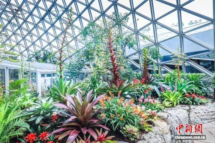 上海辰山植物园“美洲奇珍”积水凤梨展6月16日开幕