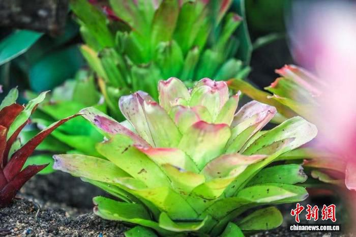 上海辰山植物园“美洲奇珍”积水凤梨展6月16日开幕  第2张