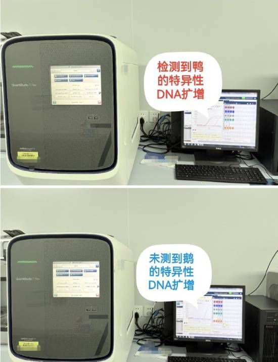 DNA检测确认网红“鹅腿阿姨”所售“鹅腿”实为鸭腿 第2张 DNA检测确认网红“鹅腿阿姨”所售“鹅腿”实为鸭腿 第2张