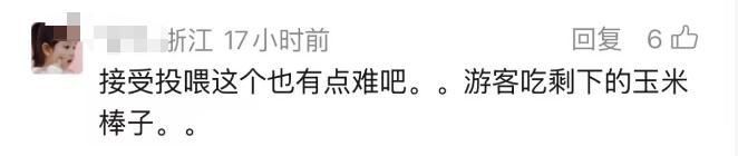 漯河野生动物园年薪10万元招聘“黑熊NPC”,已有上百人报名 第10张 漯河野生动物园年薪10万元招聘“黑熊NPC”,已有上百人报名 第10张