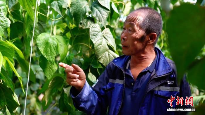 灵丘县推广有机农业技术 示范田肥料成本降至百十一元