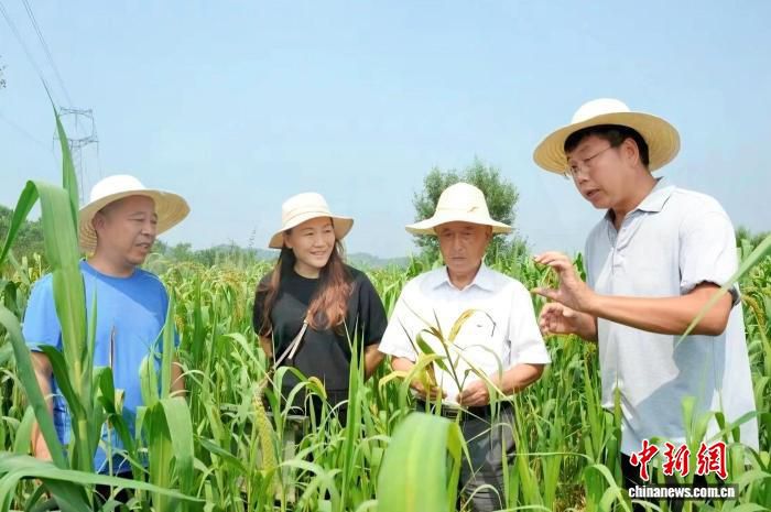 灵丘县推广有机农业技术 示范田肥料成本降至百十一元 第2张 灵丘县推广有机农业技术 示范田肥料成本降至百十一元 第2张