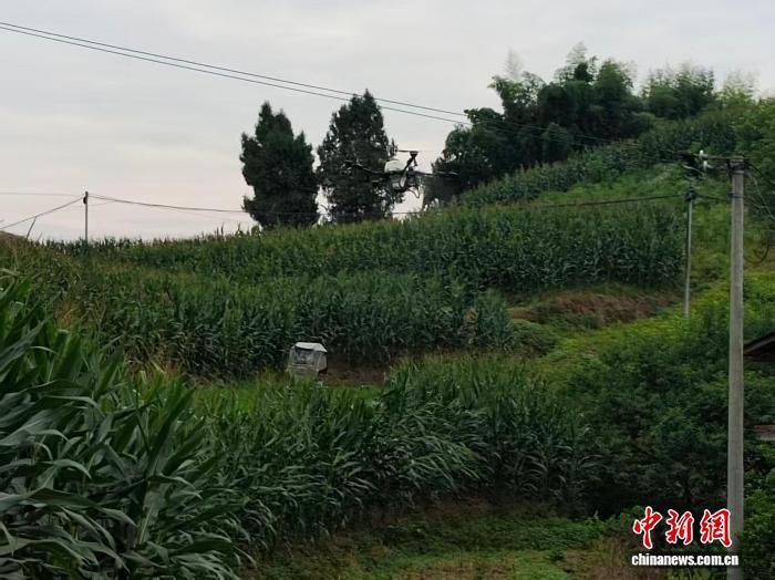 四川达州大竹县启用植保无人机精准飞防控制红头芫菁虫害 第2张 四川达州大竹县启用植保无人机精准飞防控制红头芫菁虫害 第2张