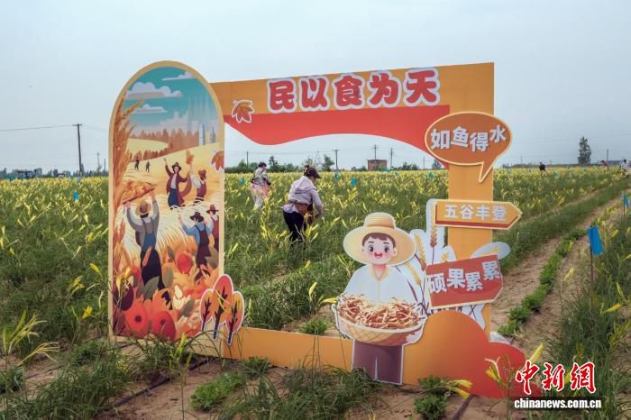 2026大荔乡土文旅巡游季6月17日在陕西渭南启动