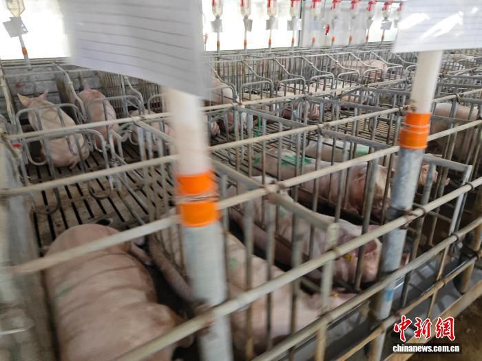 科技兴农:一人管理三千余亩玉米地与千头猪成现实 第3张 科技兴农:一人管理三千余亩玉米地与千头猪成现实 第3张