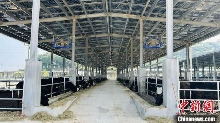 福建一县以牛肉为媒 融合闽南潮汕风味 第4张 福建一县以牛肉为媒 融合闽南潮汕风味 第4张