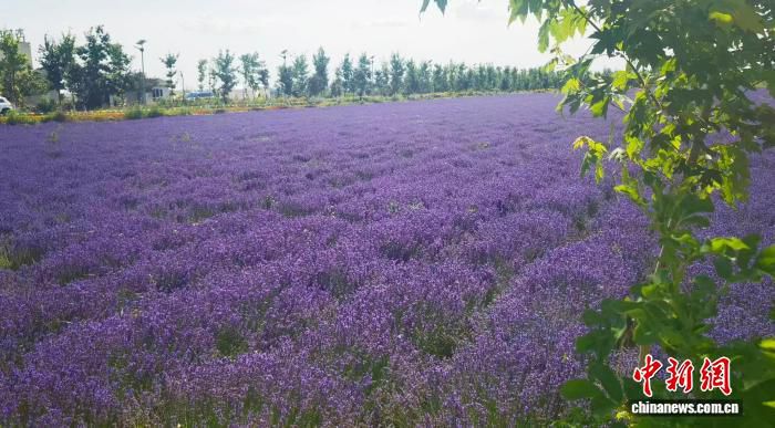 新疆霍城四宫村1.2万亩薰衣草花田迎忙碌季 “紫色经济”助推农文旅融合
