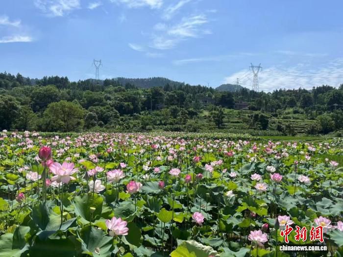 祁阳千亩荷塘清晨采收 鲜切荷花当日发往全国