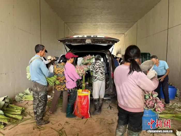 祁阳千亩荷塘清晨采收 鲜切荷花当日发往全国 第2张 祁阳千亩荷塘清晨采收 鲜切荷花当日发往全国 第2张