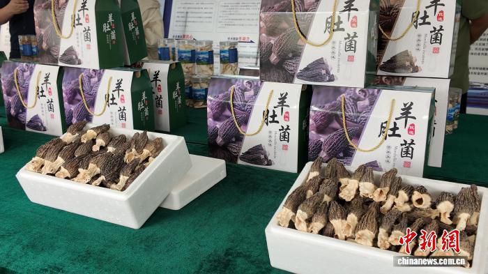 新疆吉木萨尔县大有镇羊肚菌种植基地开展菌种播撒作业 第2张 新疆吉木萨尔县大有镇羊肚菌种植基地开展菌种播撒作业 第2张