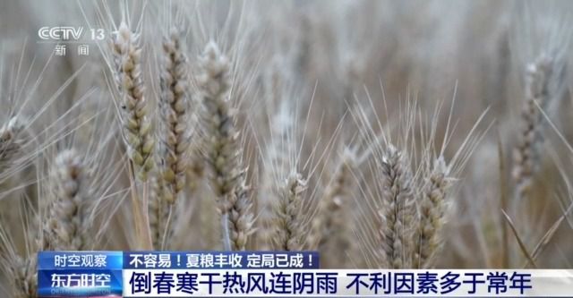 农业农村部：全国夏粮收获过九成 今年夏粮丰收已成定局  第2张