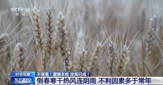 全国夏粮收获过九成 农业农村部确认今年丰收已成定局 第2张 全国夏粮收获过九成 农业农村部确认今年丰收已成定局 第2张