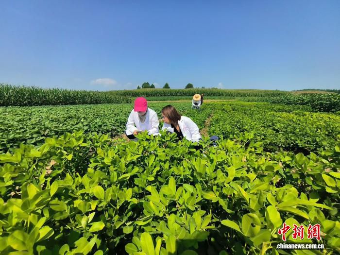 吉林市试验田进入优良品种筛选关键期 南繁北育加速良种迭代 第1张 吉林市试验田进入优良品种筛选关键期 南繁北育加速良种迭代 第1张