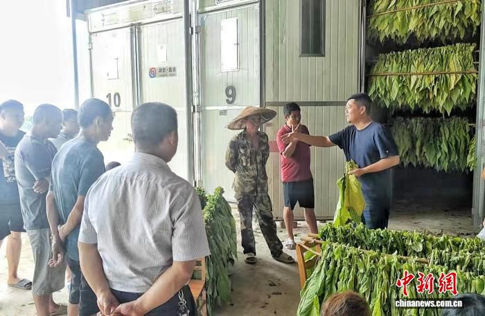 湖南东安：田间课堂开讲，农艺师指导中药材科学管护  第2张