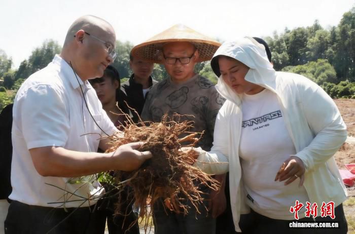 湖南东安：田间课堂开讲，农艺师指导中药材科学管护  第1张