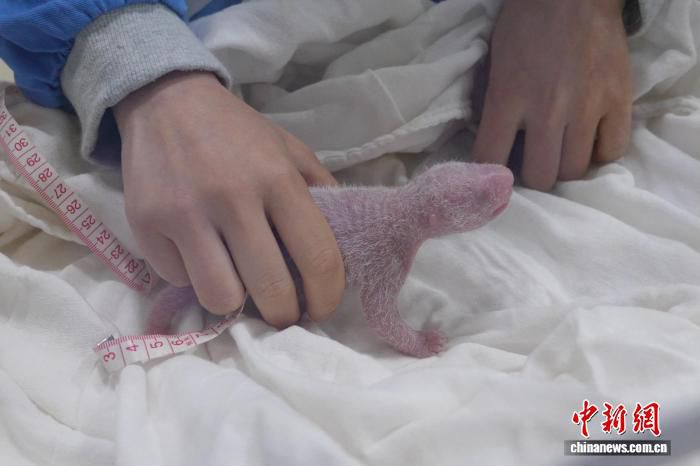 大熊猫“芊芊”在雅安基地诞下今年首对双胞胎幼仔 第2张 大熊猫“芊芊”在雅安基地诞下今年首对双胞胎幼仔 第2张