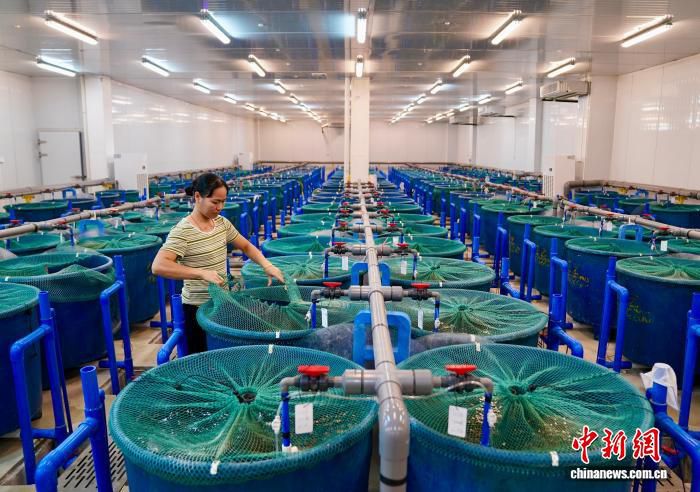 海南自贸港全岛封关满半年 临高企业生产排期已至10月 第2张 海南自贸港全岛封关满半年 临高企业生产排期已至10月 第2张