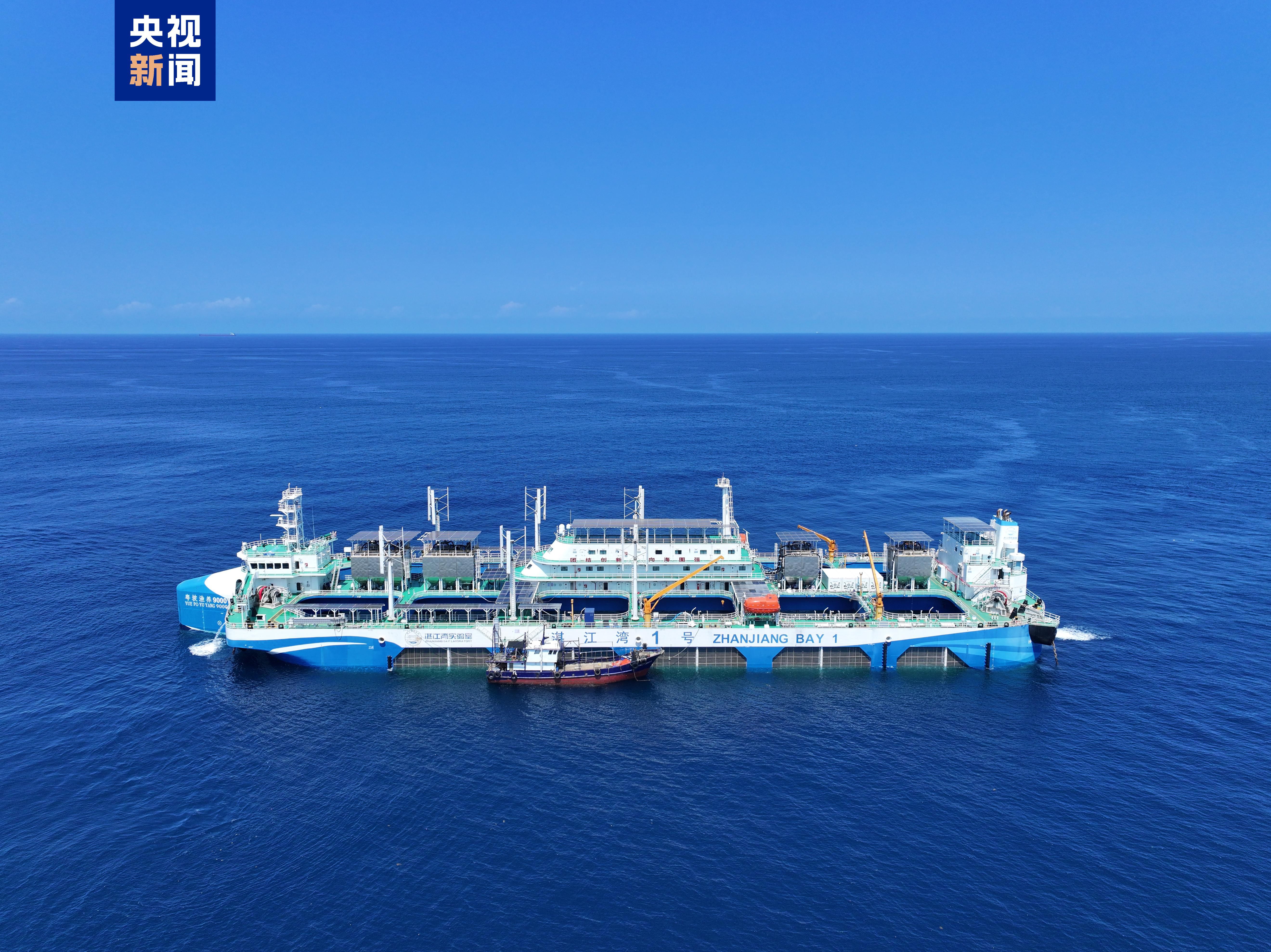 湛江湾1号平台6月18日起捕首批赤嘴鮸 第1张 湛江湾1号平台6月18日起捕首批赤嘴鮸 第1张