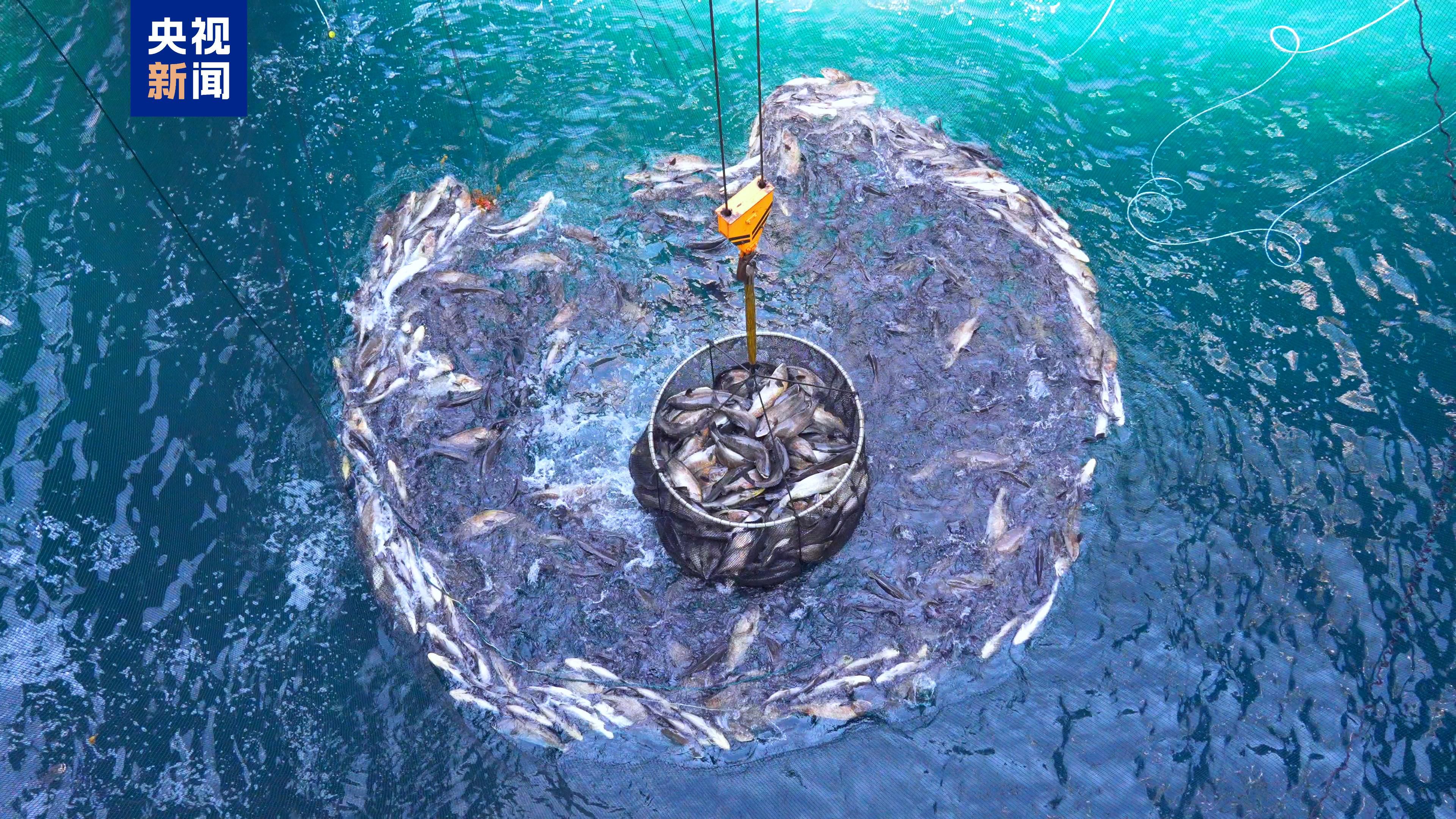 湛江湾1号平台6月18日起捕首批赤嘴鮸 第2张 湛江湾1号平台6月18日起捕首批赤嘴鮸 第2张