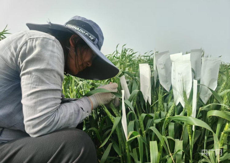 河南8500多万亩冬小麦收获完毕 农业高校试验基地进入样本处理阶段 第4张 河南8500多万亩冬小麦收获完毕 农业高校试验基地进入样本处理阶段 第4张