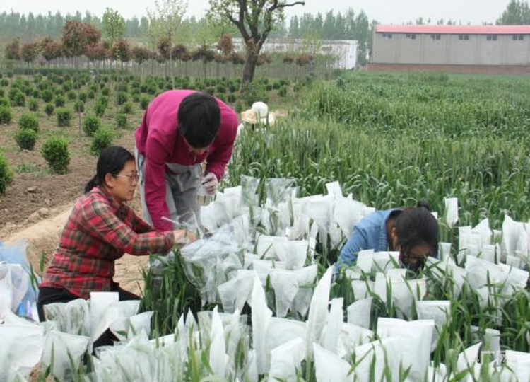 河南8500多万亩冬小麦收获完毕 农业高校试验基地进入样本处理阶段 第5张 河南8500多万亩冬小麦收获完毕 农业高校试验基地进入样本处理阶段 第5张