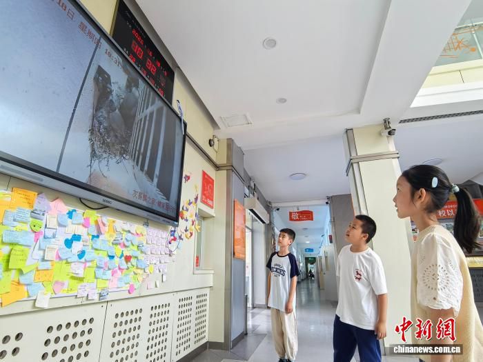 吉林市小学架设高清设备 24小时直播灰喜鹊筑巢育雏