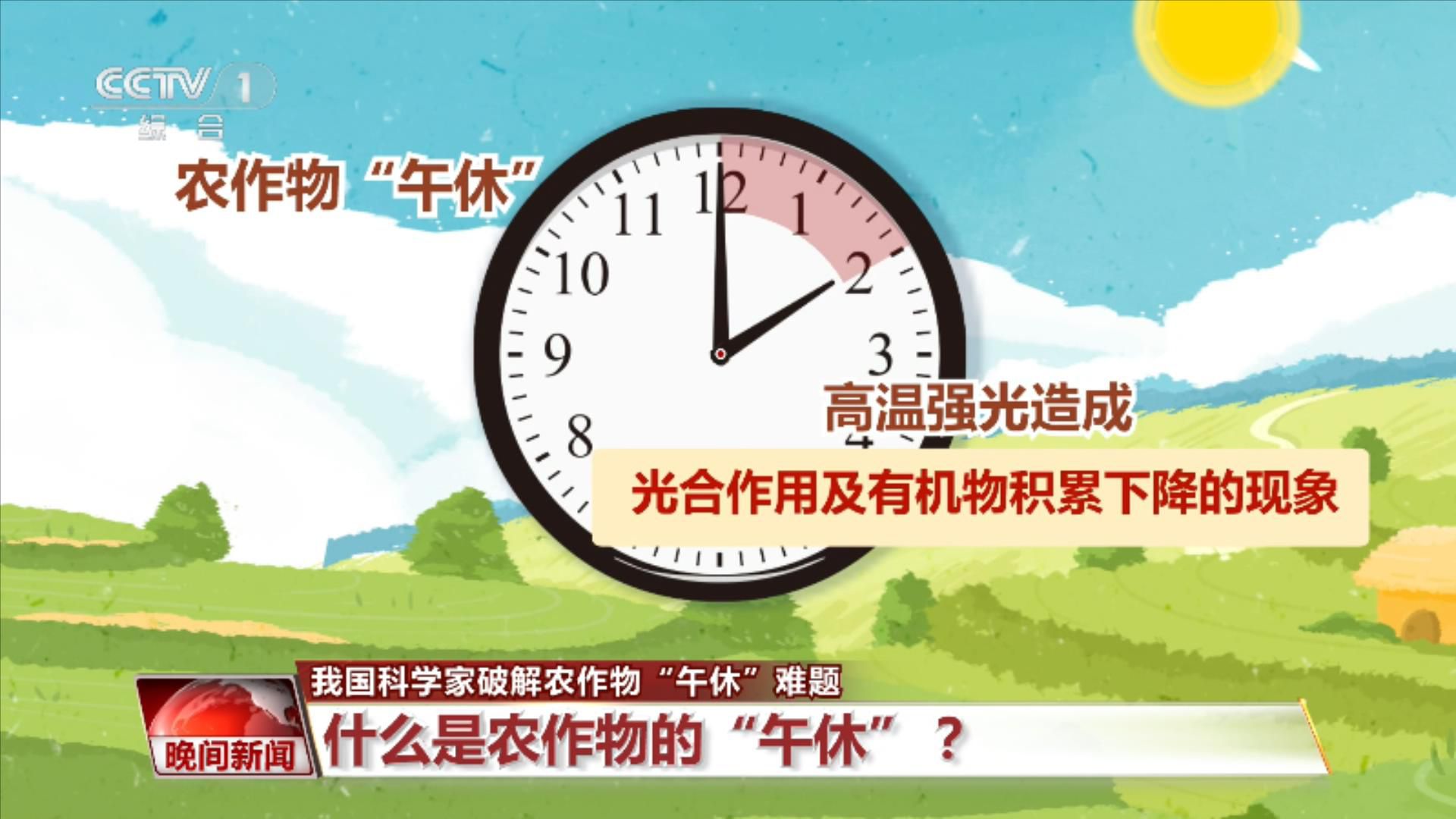 中国科学家破解农作物“午休”难题 研究成果发表于《细胞