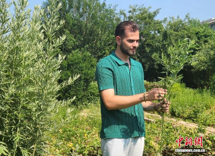 端午节至 “洋弟子”赴山东中医药大学采艾制香囊