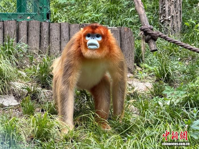 秦岭金丝猴佛坪基地端午喂食特制窝窝头粽 守护川金丝猴 第1张 秦岭金丝猴佛坪基地端午喂食特制窝窝头粽 守护川金丝猴 第1张