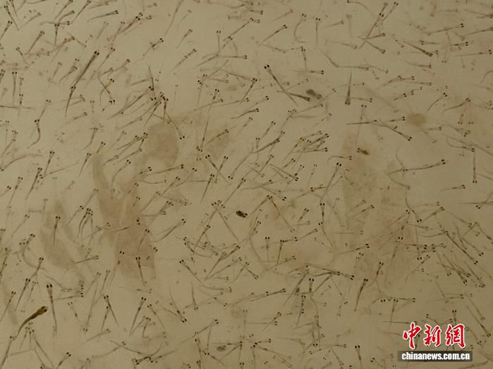 长江上岸渔民沈治政参与四大家鱼天然鱼苗科学捕捞作业 第2张 长江上岸渔民沈治政参与四大家鱼天然鱼苗科学捕捞作业 第2张