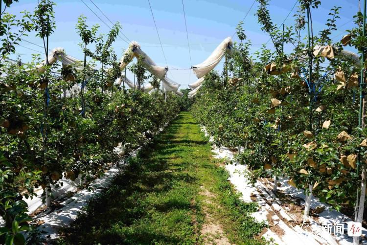 延安苹果产业推进全链条科技变革 第1张 延安苹果产业推进全链条科技变革 第1张