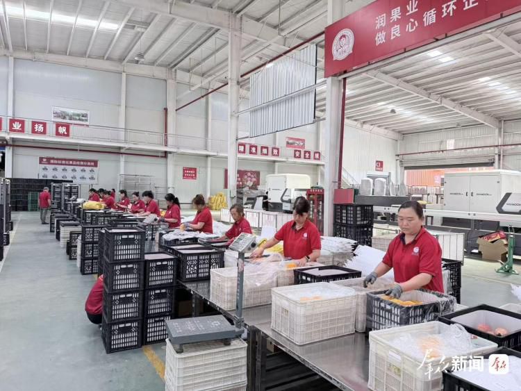 延安苹果产业推进全链条科技变革 第3张 延安苹果产业推进全链条科技变革 第3张