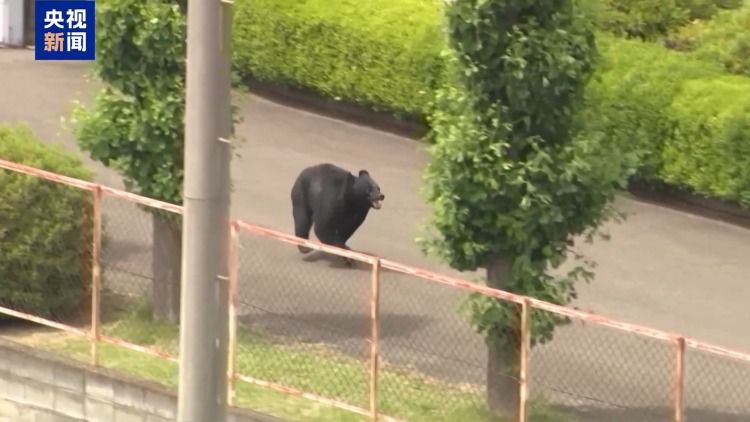日本栃木县举行防熊演习 模拟野熊闯入校园情景 第4张 日本栃木县举行防熊演习 模拟野熊闯入校园情景 第4张