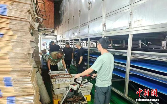 玉环丁香鱼海上加工船休渔窗口期全面养护，锁鲜技术破解“离水烂”难题