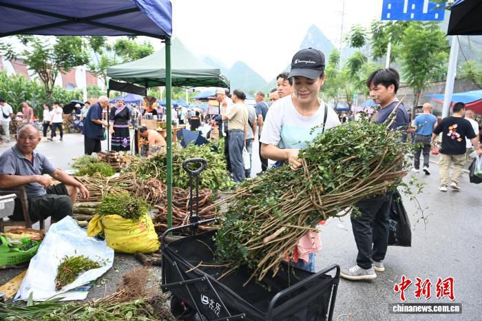 广西靖西端午药市开市 中越边境草药民俗盛会启幕