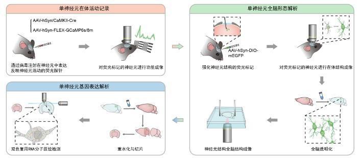 我国攻克硅基量子芯片关键材料 硅-28丰度超过99.99  第4张