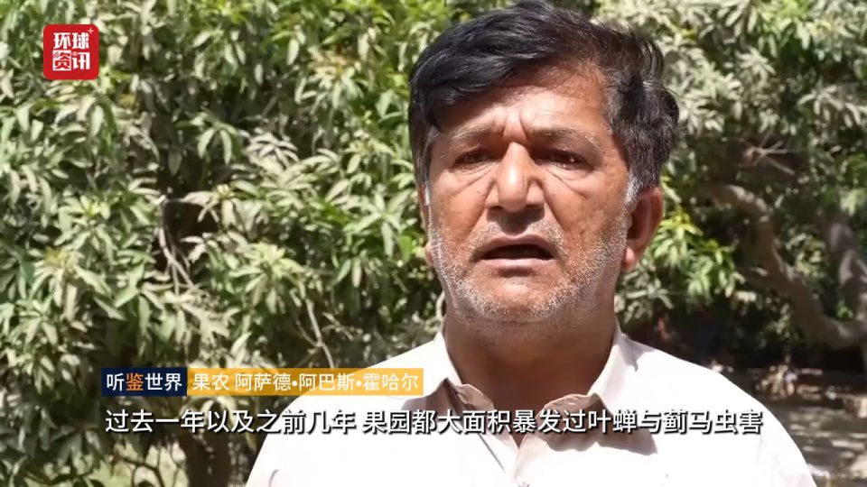 巴基斯坦芒果业遭遇极端天气与出口受阻双重危机  第1张