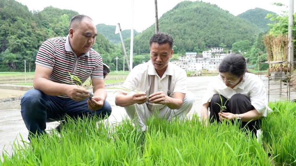 陕西延安：绿了山川 富了百姓  第4张