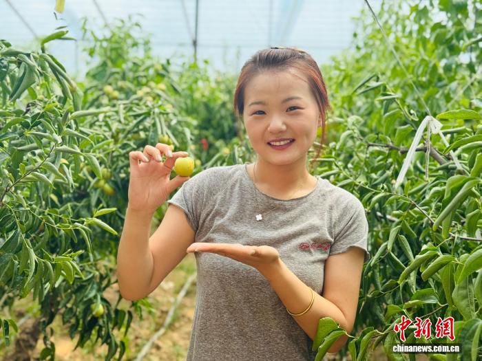 陕西大荔冬枣种植面积达42万亩全产业链产值突破百亿元