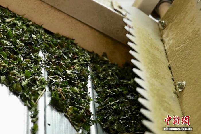 中国抹茶出口规模2025年居全球第一 金华产区扩产应对订单增长