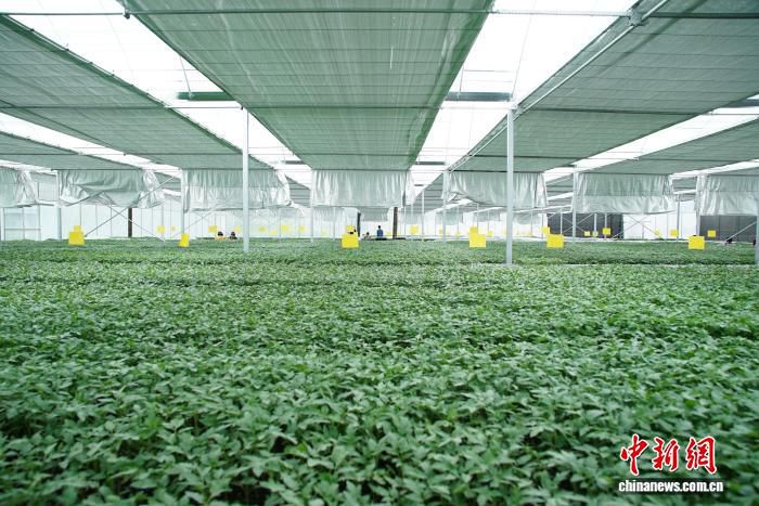 浙江台州与龙泉跨区域茄苗合作见效 年嫁接苗产量500万株