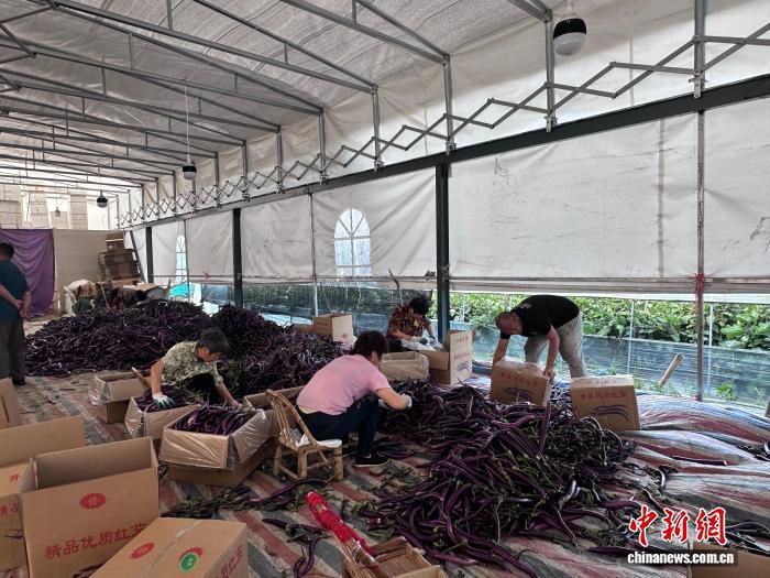 浙江台州与龙泉跨区域茄苗合作见效 年嫁接苗产量500万株  第2张