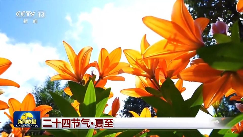 夏至已至：盛夏开启，感受自然之美与文化意蕴
