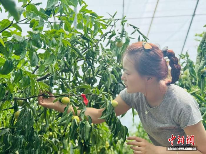 “00后”女孩返乡种枣，短视频打开陕西大荔冬枣新销路  第2张