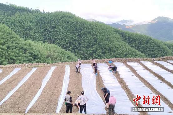 付家湾村将废弃藤茶地块改种高山线椒 激活闲置土地资源