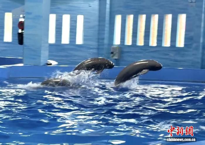 长江江豚繁育保护中心在武汉揭牌成立  第2张