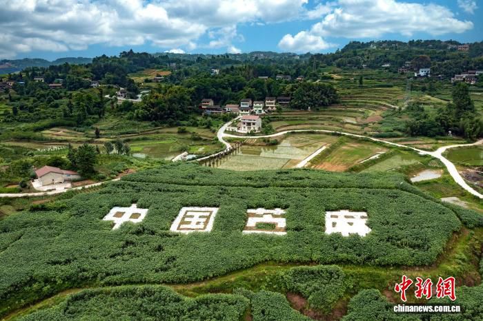 四川达州大竹县川主乡苎麻6月下旬进入集中收获期